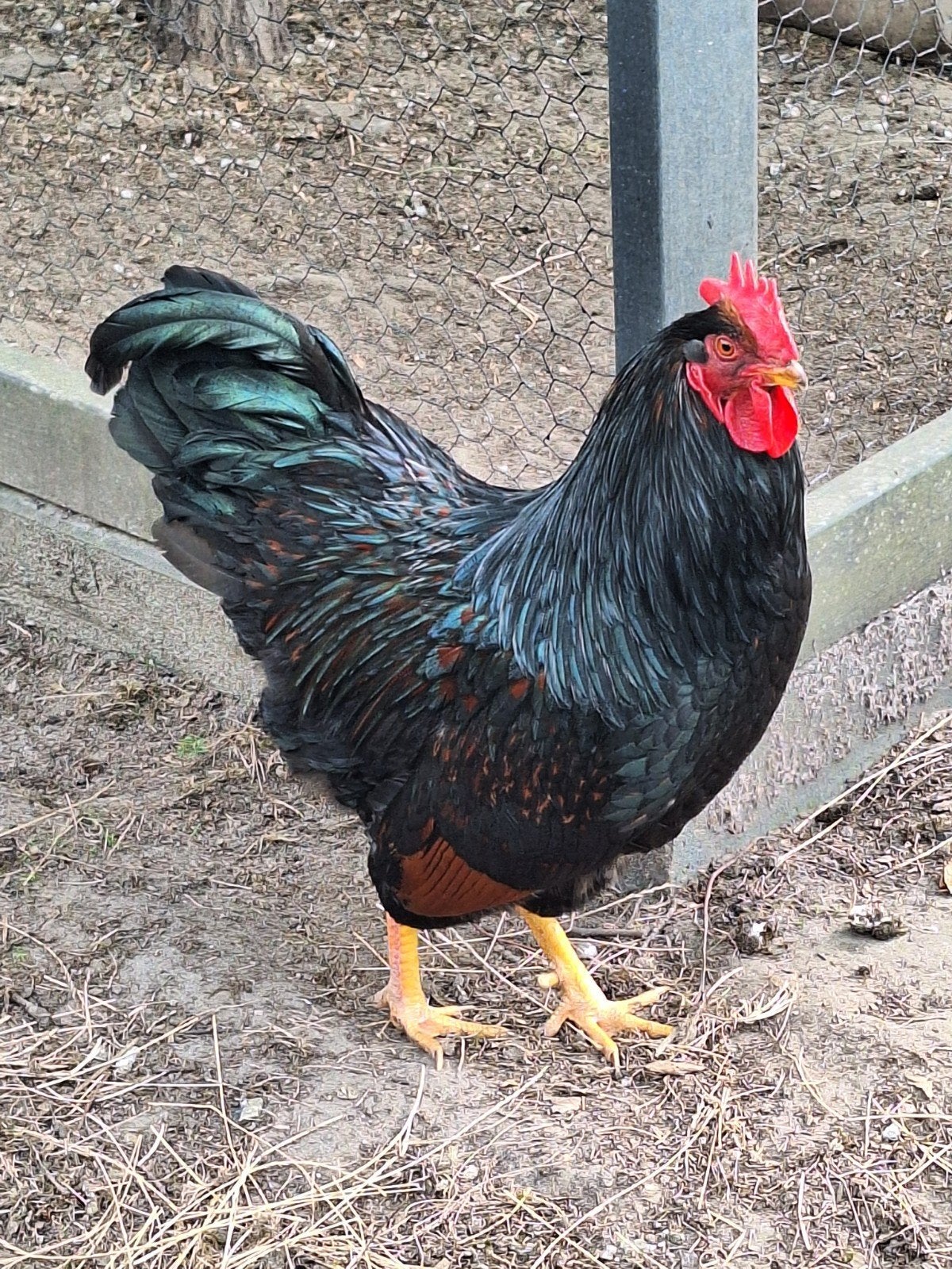 prachtige dubbel gezoomde Barnevelder, Dieren en Toebehoren, Pluimvee, Mannelijk, Kip
