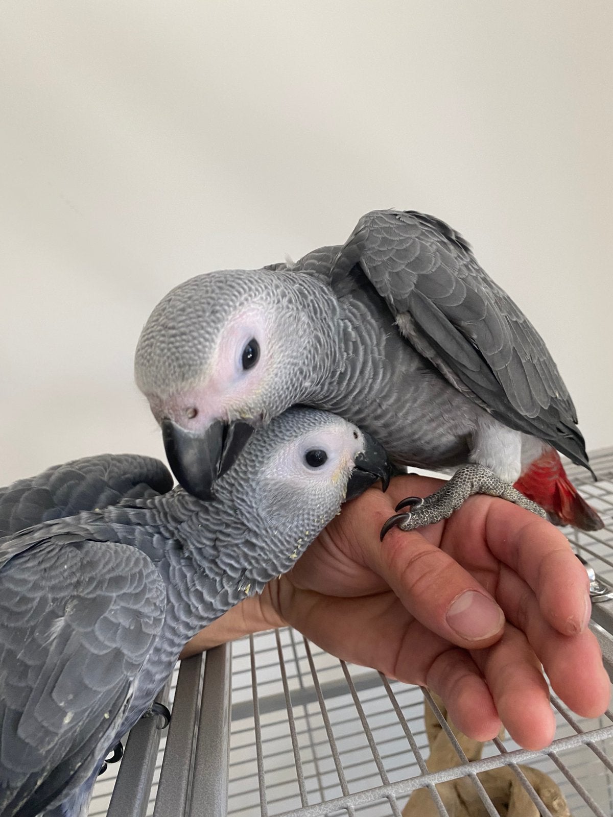 Tamme baby grijze roodstaart papegaaien, Meerdere dieren, Papegaai, Geringd