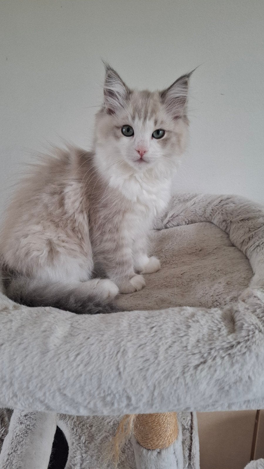 Prachtige Ragdoll kitten., Meerdere dieren, Ontwormd, 0 tot 2 jaar