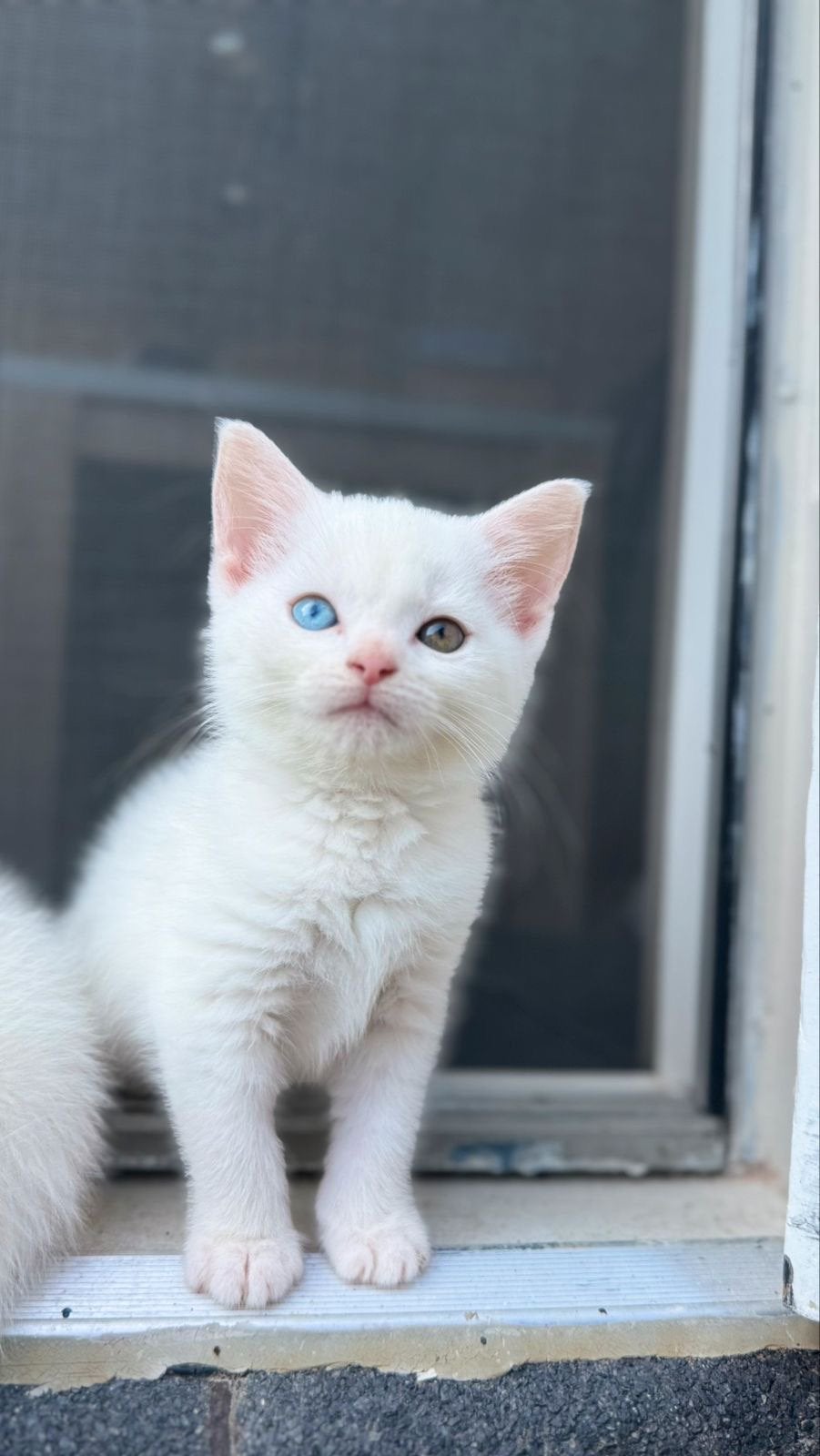 Mooie Turkse Angora mix kitten – 2 maanden oud, Kater, Kortharig