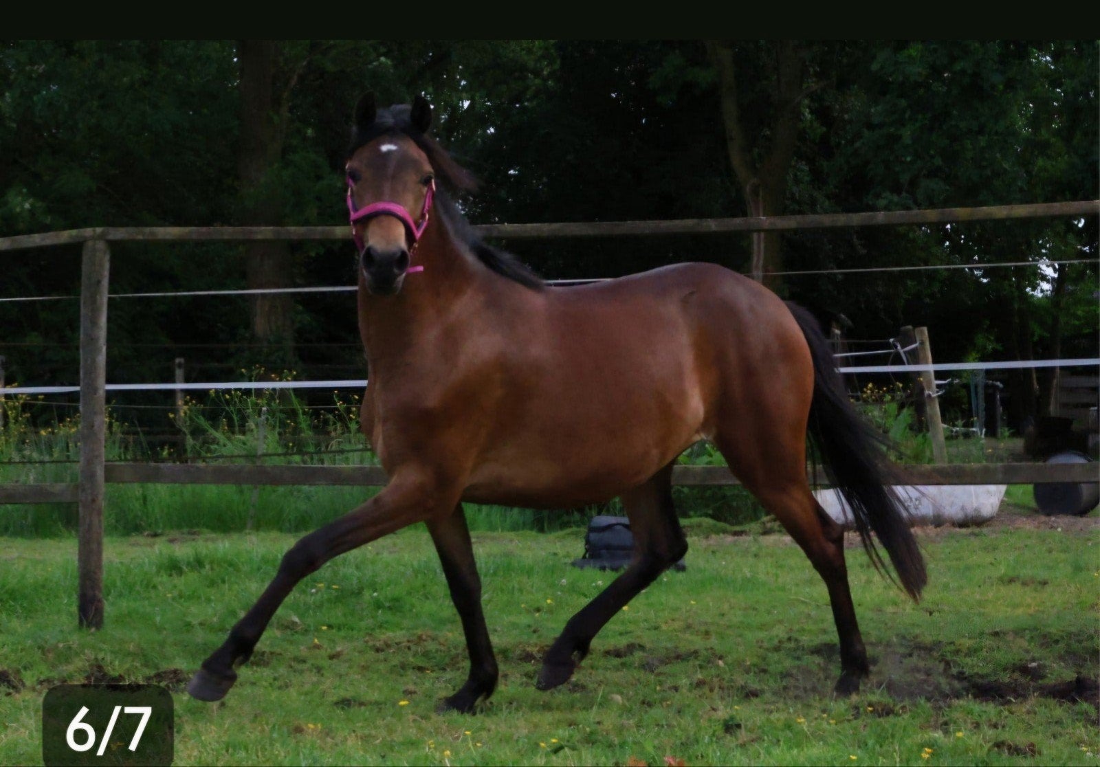 Prachtige Cruzado PRE D maat, Merrie, Met stamboom, Dressuurpony, 0 tot 2 jaar