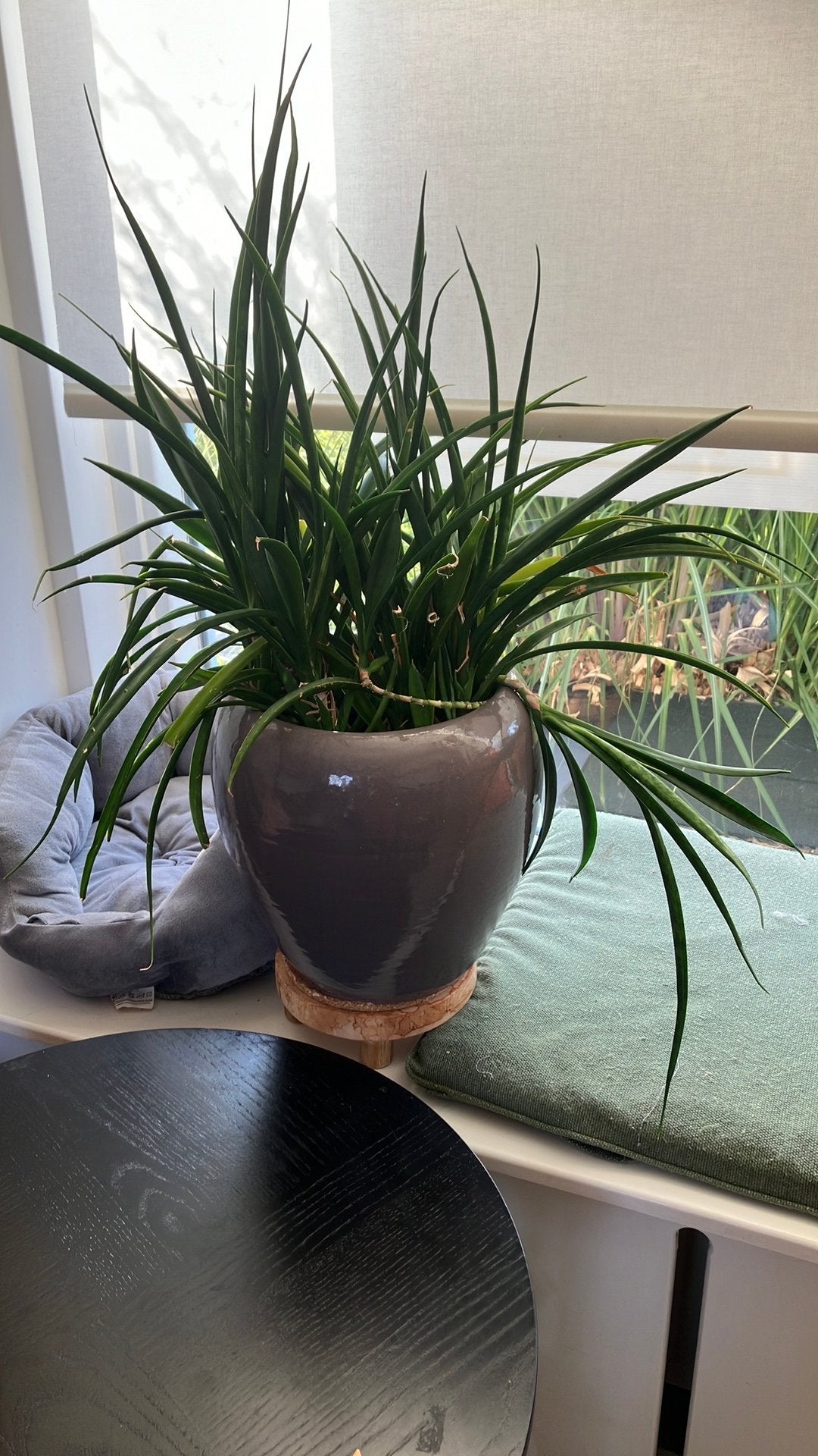 Sterke mooie Sanseviera kamerplant stek, Ophalen of Verzenden, Halfschaduw, Minder dan 100 cm