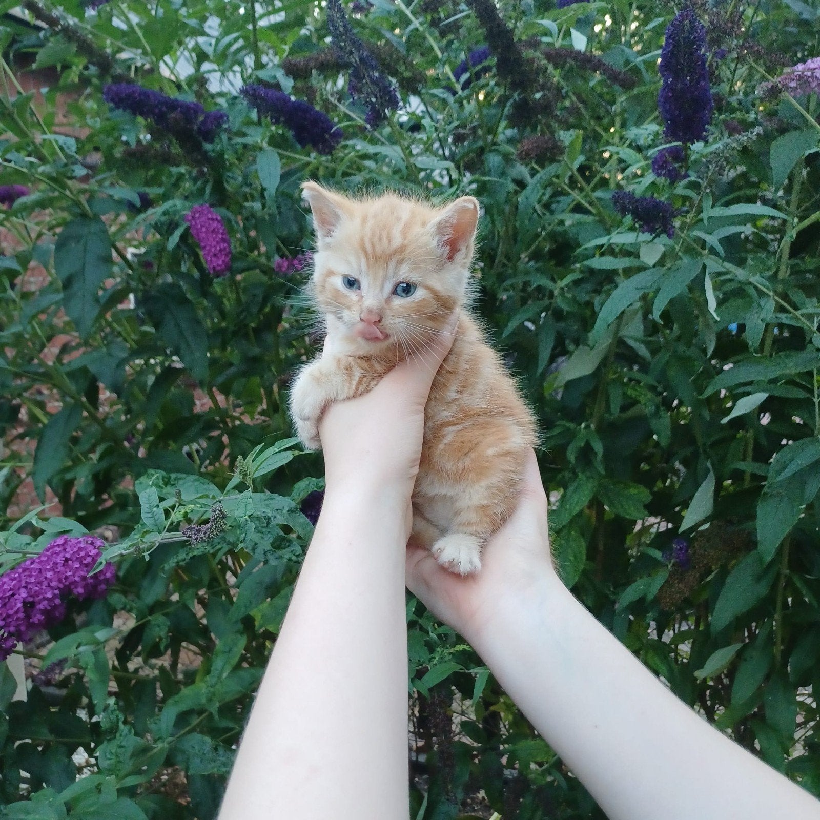 Tamme Kittens, Dieren en Toebehoren, Katten en Kittens | Overige Katten, Meerdere dieren, Kortharig, 0 tot 2 jaar