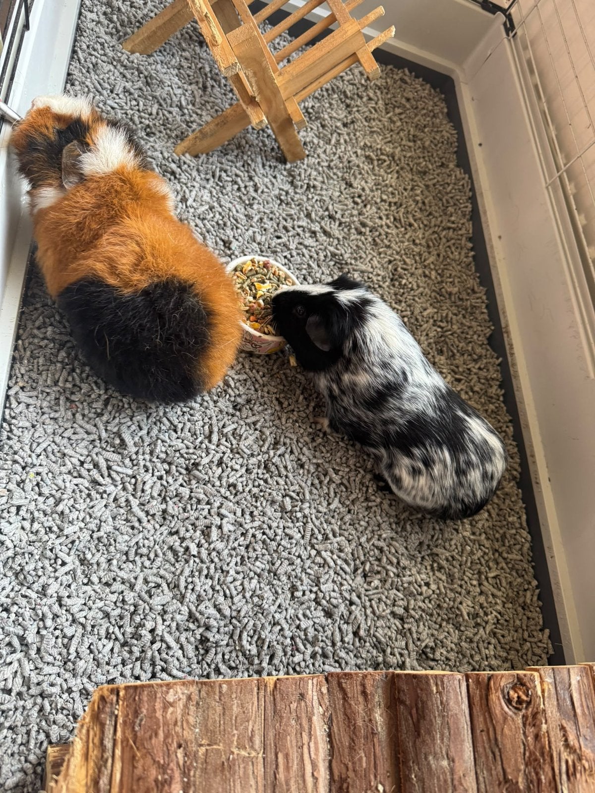 2 lieve tamme cavia’s zijn opzoek naar een nieuw huis, Cavia, Augustus, Mannelijk, Tam