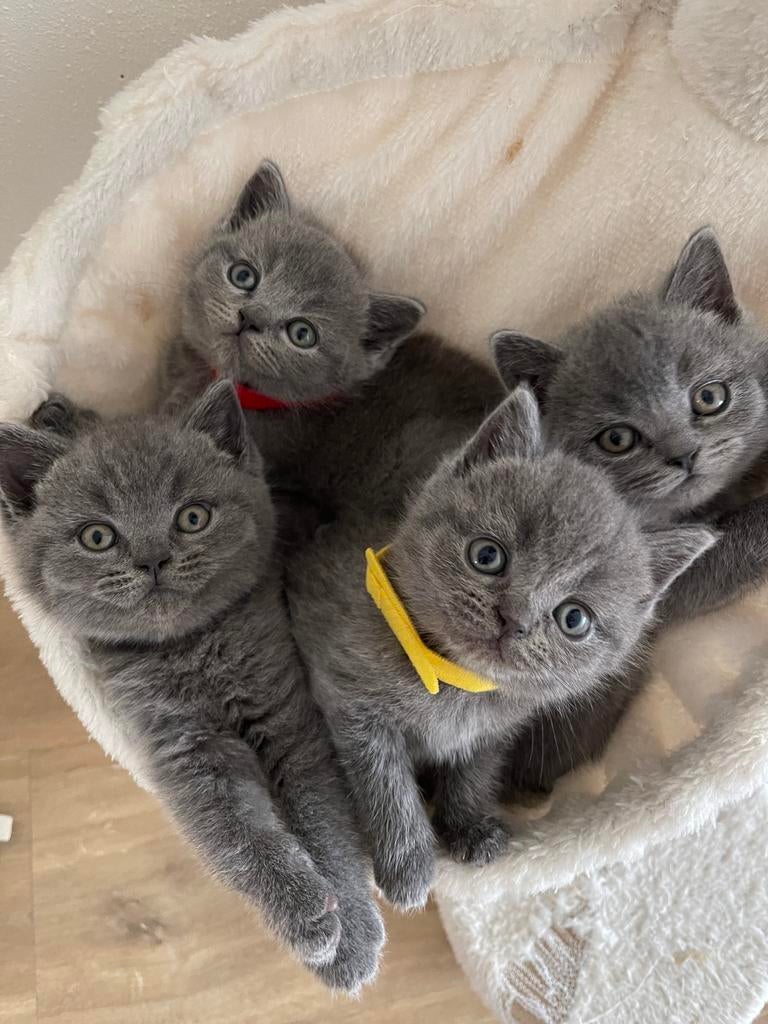 100% British Shorthair, zindelijk, klaar voor nieuw thuis, Meerdere dieren, 0 tot 2 jaar