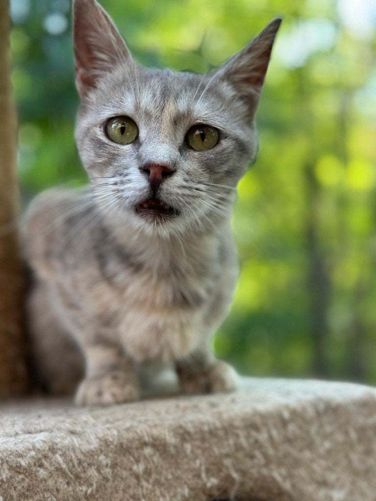 Parel, Poes, Kortharig, 0 tot 2 jaar