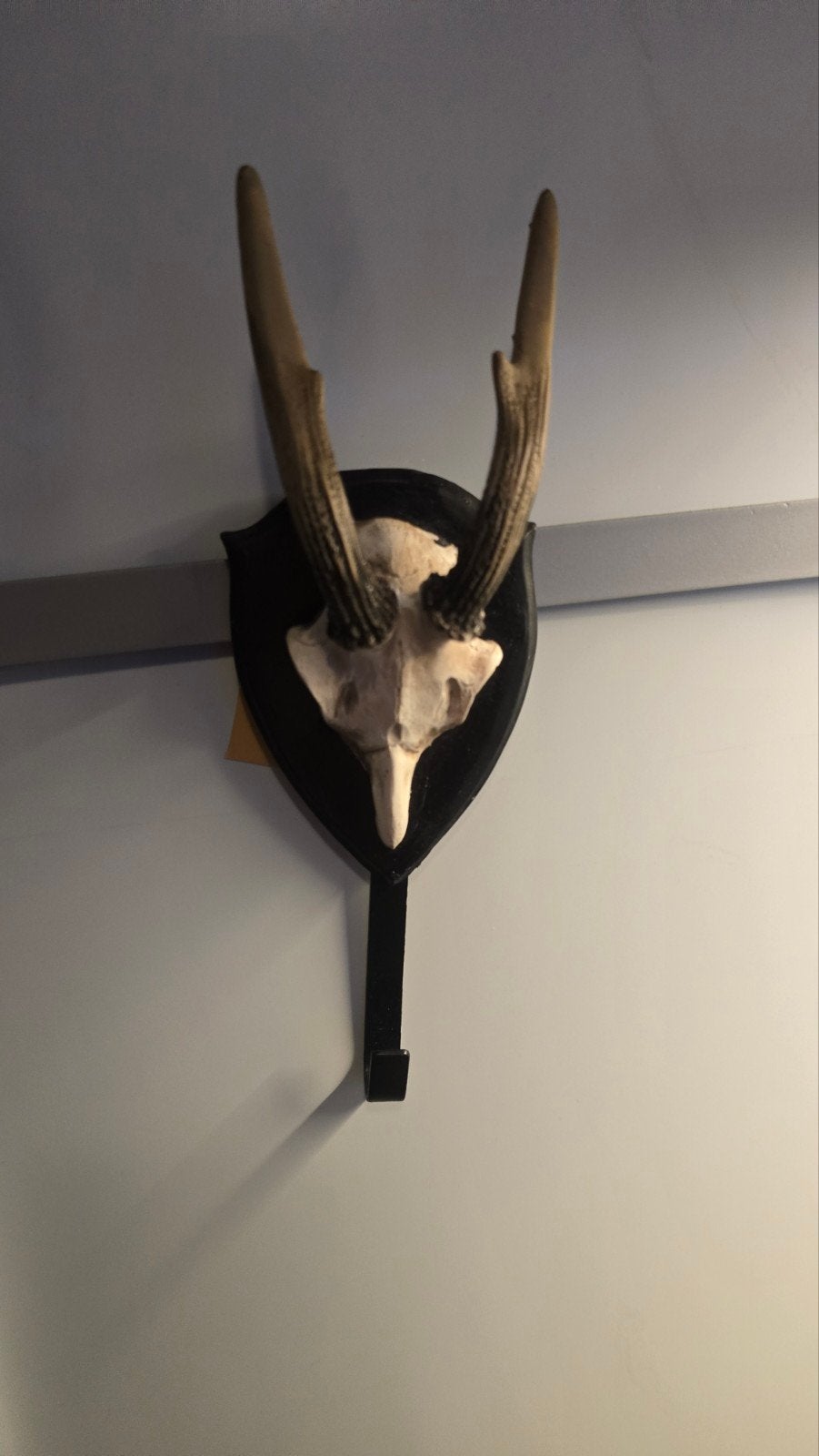 Herten Gewei Schedel Hanger - Decoratieve Wandhaak, Gebruikt, Ophalen of Verzenden, Landelijk, Natuurlijk materiaal
