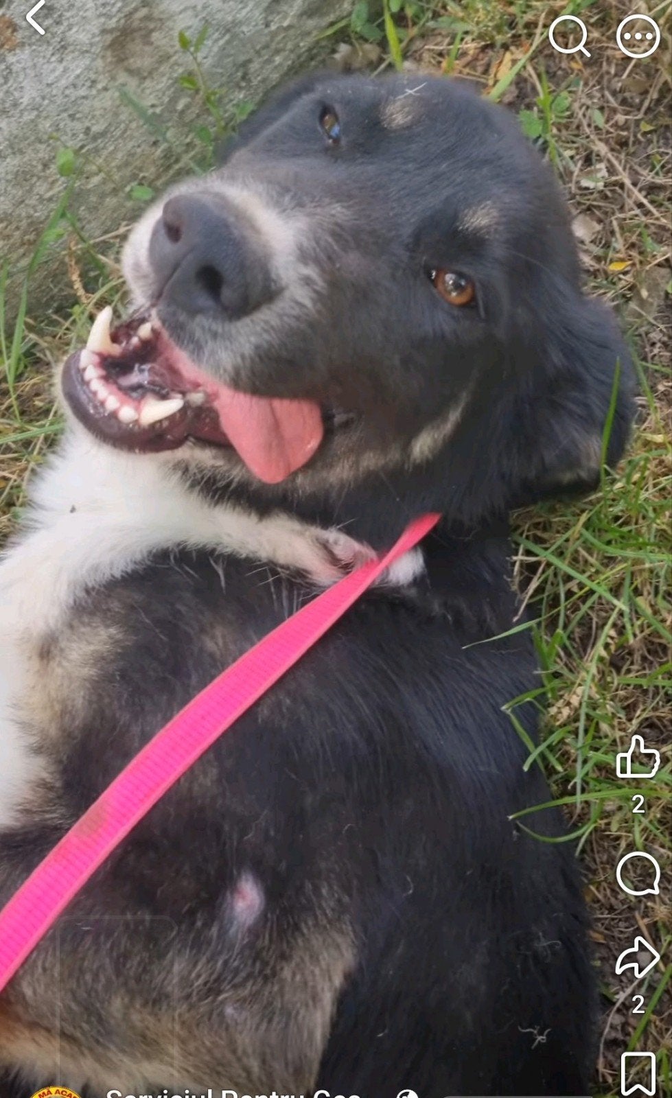 lieve aanhankelijk Lora, Dieren en Toebehoren, Honden | Niet-rashonden, Particulier, Buitenland, Teef, Eén hond
