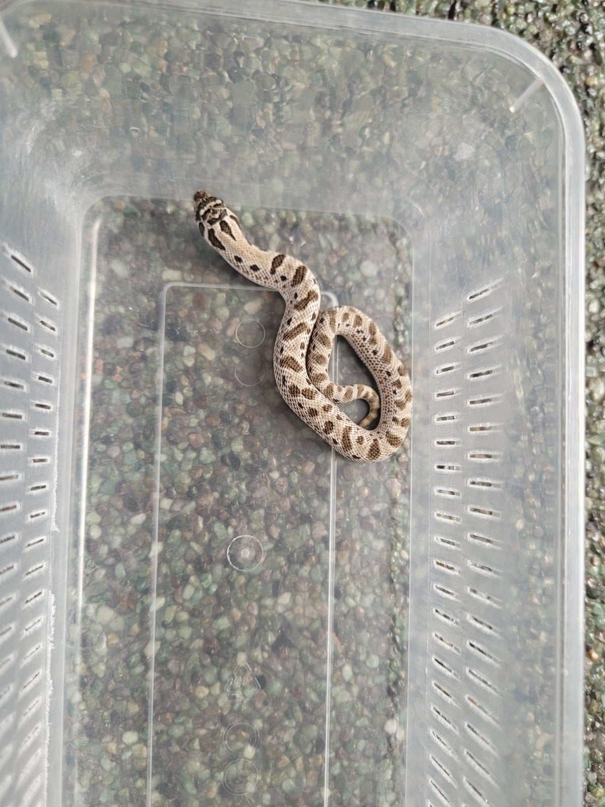Heterodon Nasicus/haakneusslang Arctic Conda vrouw, 0 tot 2 jaar