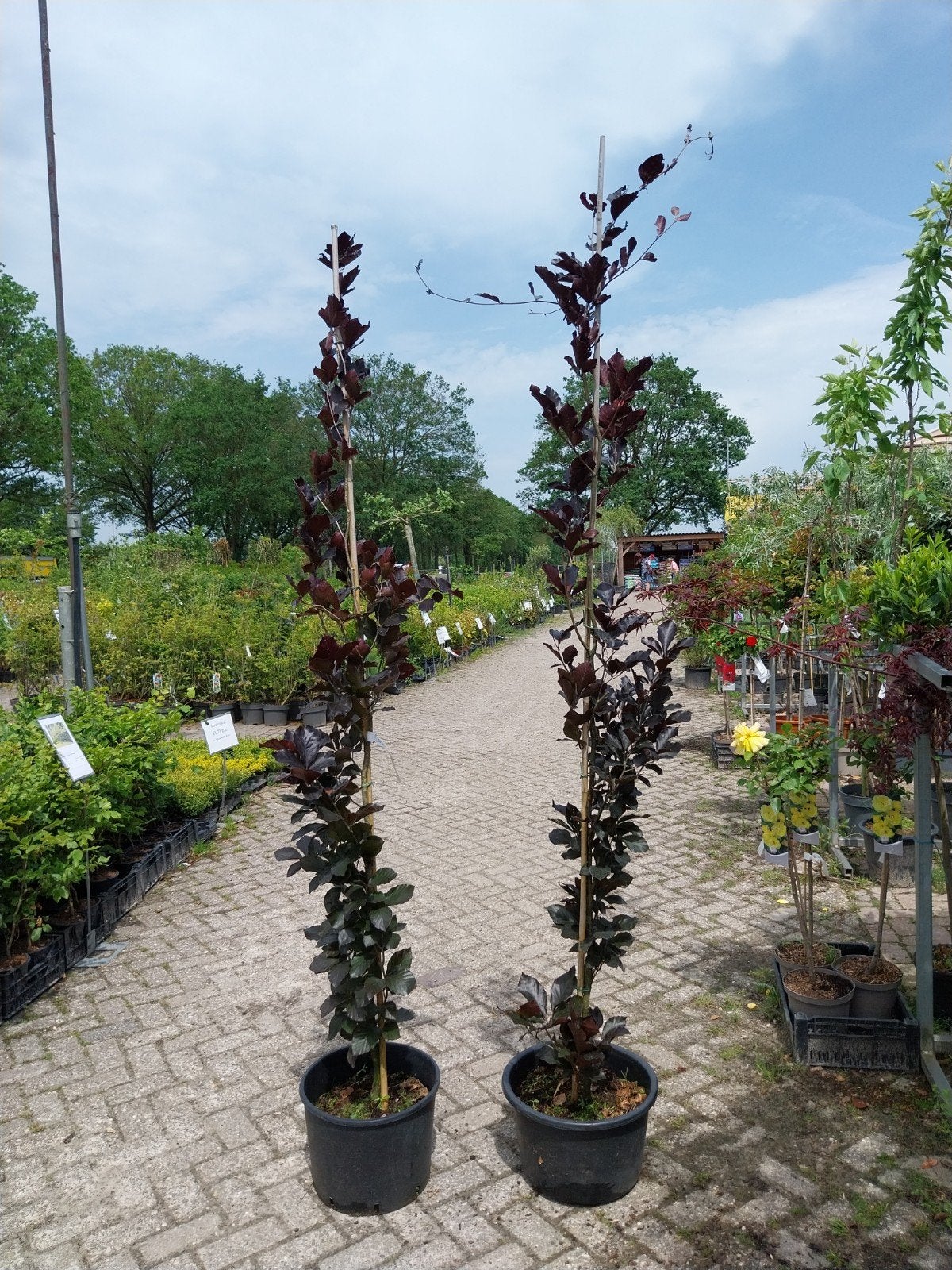 Fagus Sylvatica 'Dawyck Purple' - Rode Zuilbeuk, Volle zon, Vaste plant, Bloeit niet, Ophalen