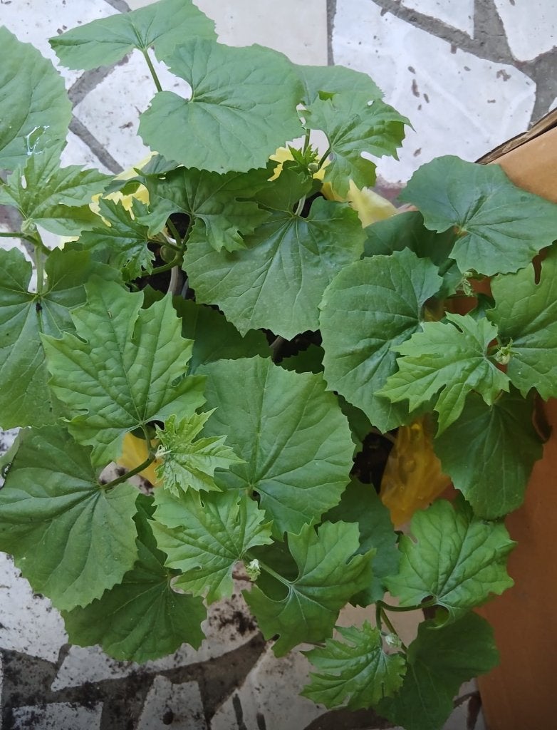 Surinaamse normale sopropo te koop, Volle zon, Eenjarig, Zomer, Ophalen