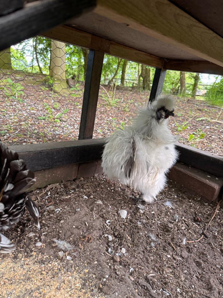 Haan zijdehoen 1.5jaar oud, Dieren en Toebehoren, Pluimvee, Mannelijk, Kip