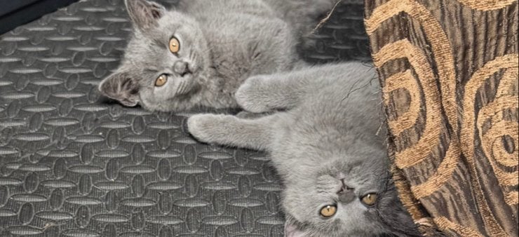 Prachtige britse korthaar (ontwormd), Poes, Kortharig, 0 tot 2 jaar