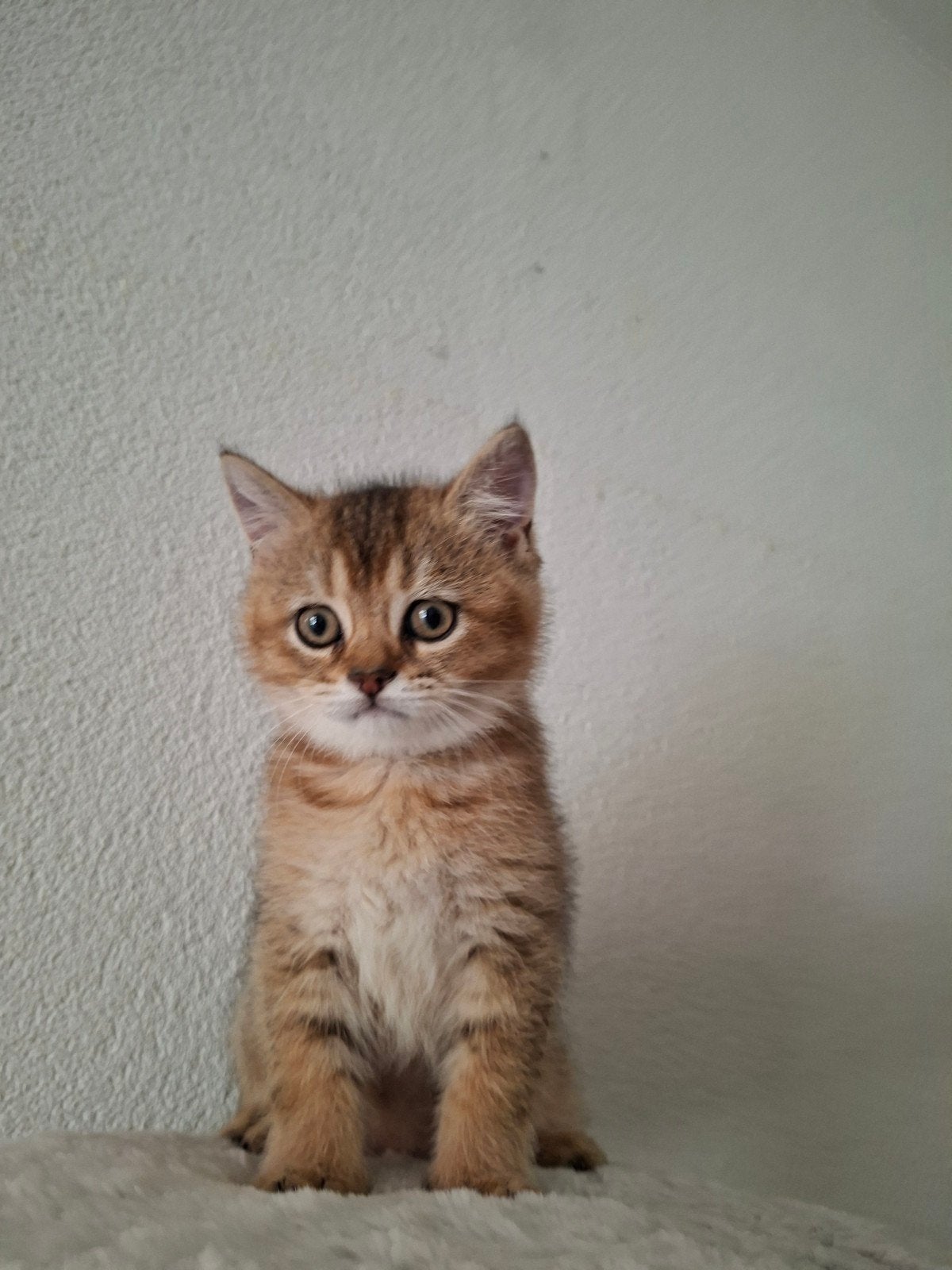 Britse korthaar Katertje, Kater, Ontwormd, 0 tot 2 jaar