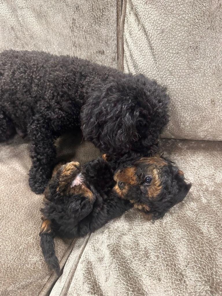 toy poedel pups, Poedel, Parvo, 8 tot 15 weken, Meerdere