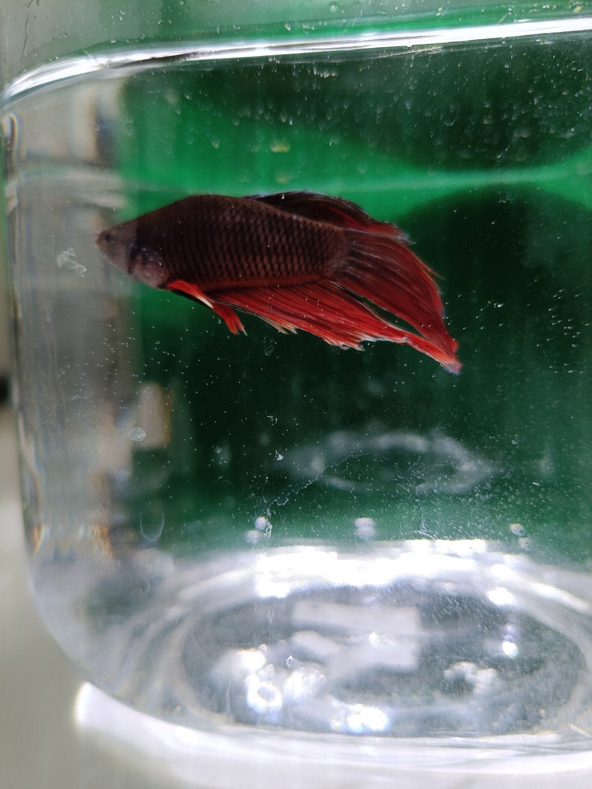 Betta man, Dieren en Toebehoren, Vis