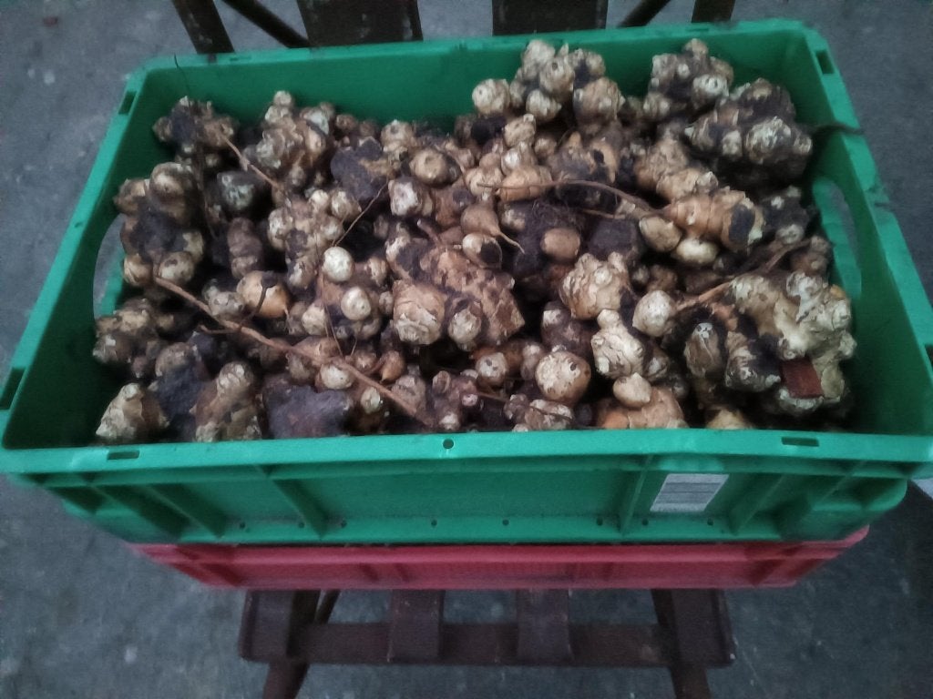 aardperen, Overige soorten, Eenjarig, Ophalen of Verzenden, Halfschaduw