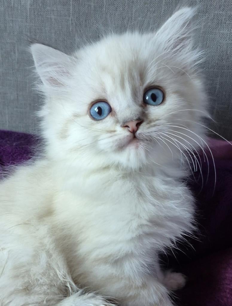 Nog 1 prachtig point britse langhaar katertje., Dieren en Toebehoren, Katten en Kittens | Raskatten | Langhaar, Kater, Gechipt