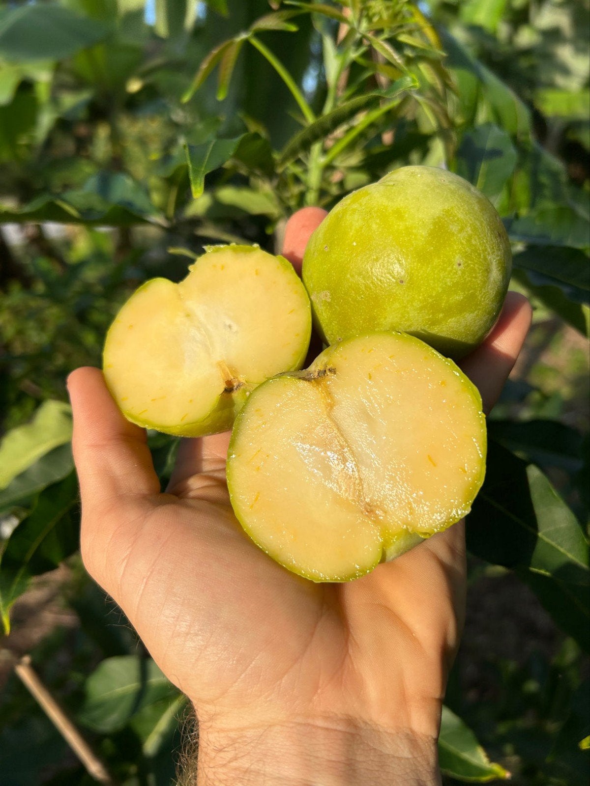 Geente white Sapote boom - 1.25m - geeft vruchten, Ophalen, Volle zon, Vaste plant, Zomer