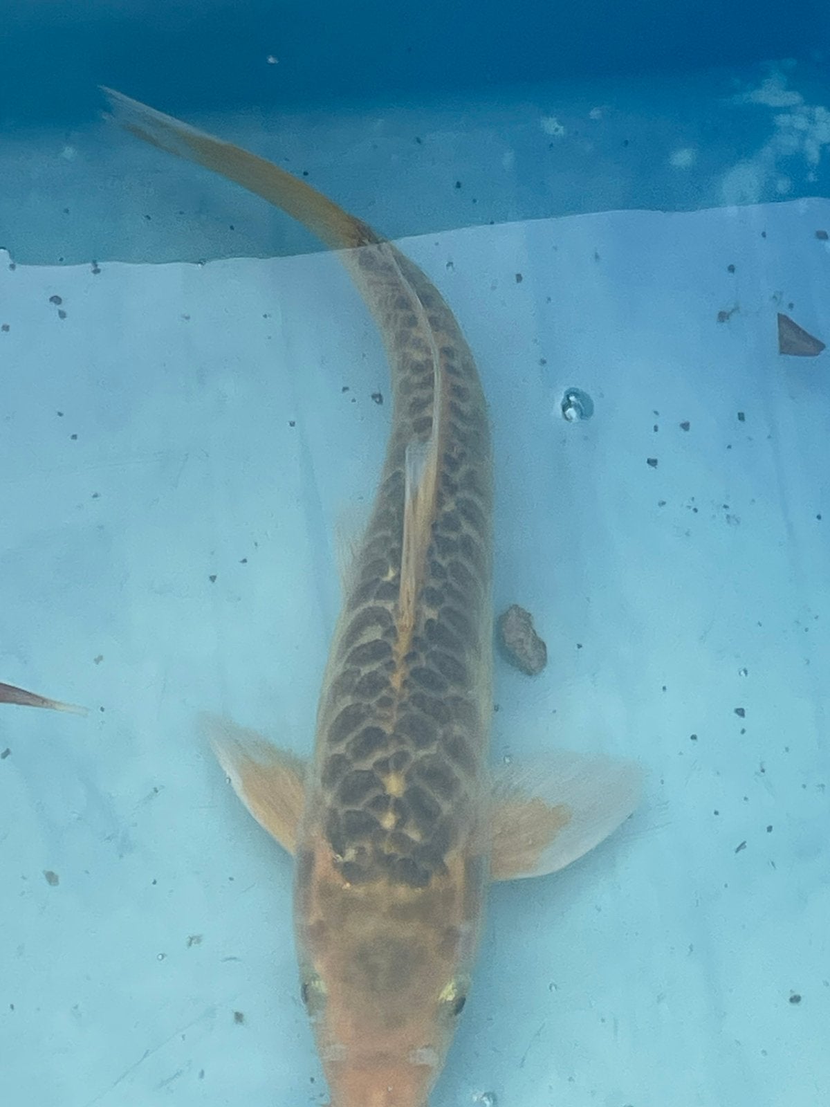 Koikarper ruim 30 cm, Dieren en Toebehoren, Vissen | Vijvervissen, Karper of Koi
