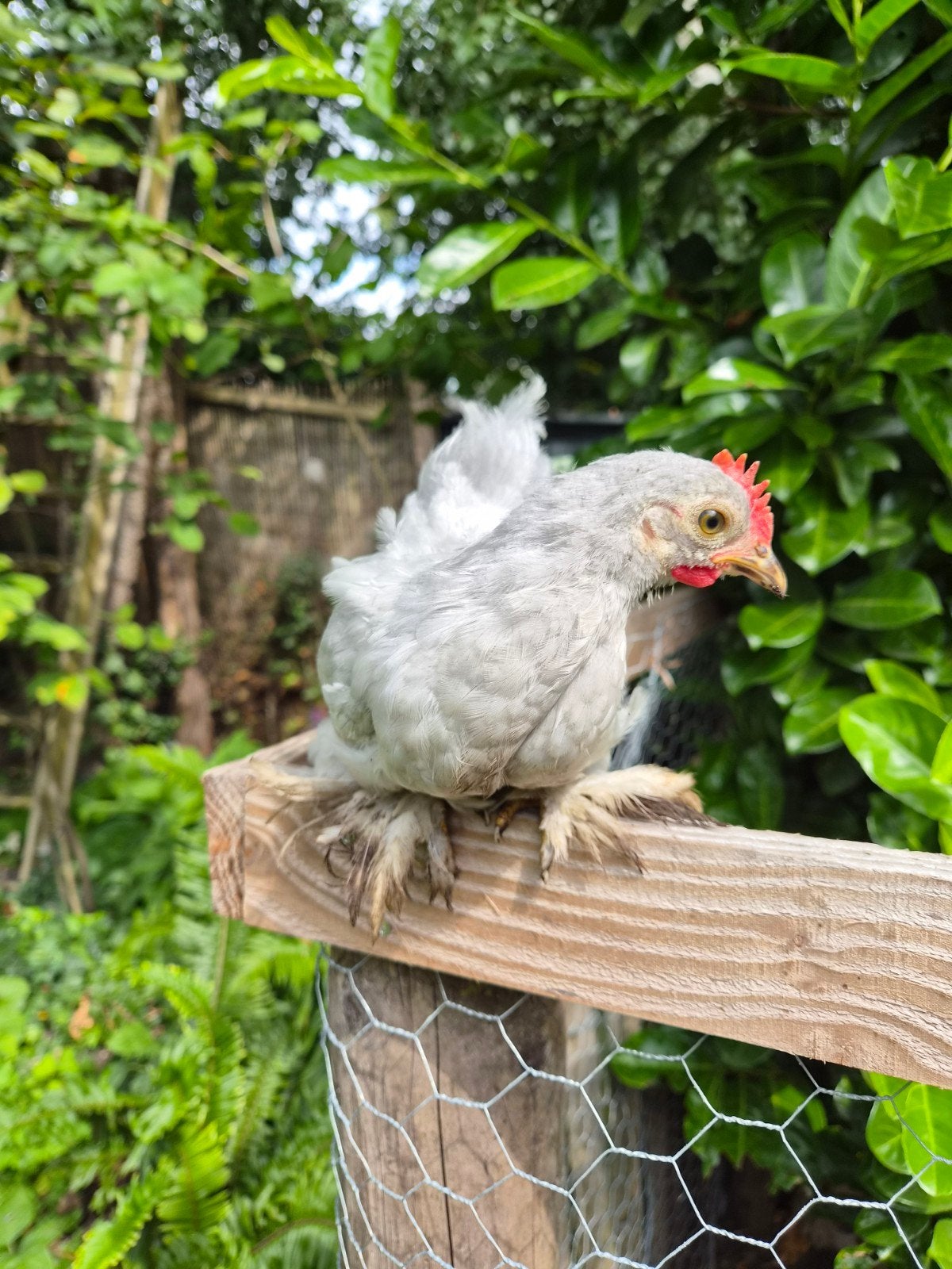 Cochinkriel haantje (gratis), Dieren en Toebehoren, Mannelijk, Kip