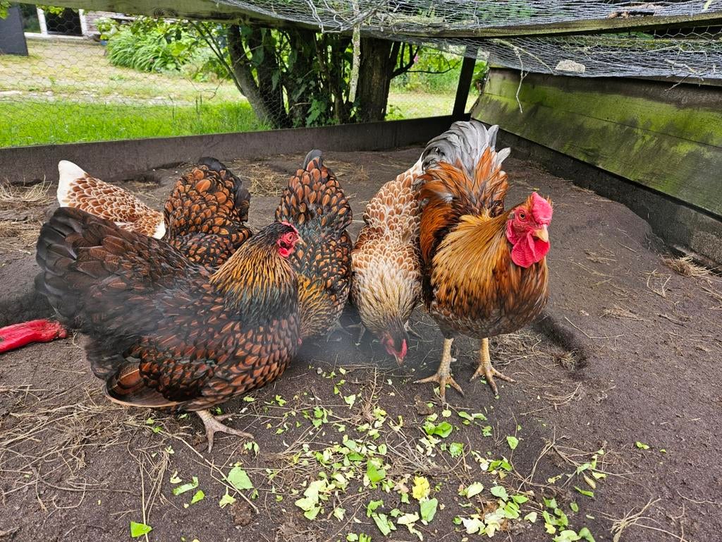Wyandotte kriel broedeieren, Dieren en Toebehoren, Pluimvee, Geslacht onbekend, Kip