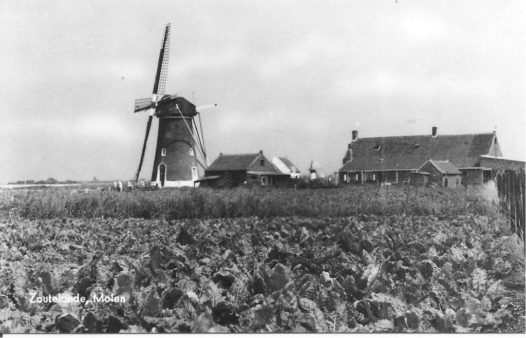 Oude Ansichtkaart Zoutelande Molen Zeeland Gelopen, Verzamelen, Ansichtkaarten | Nederland, Ophalen of Verzenden, 1960 tot 1980