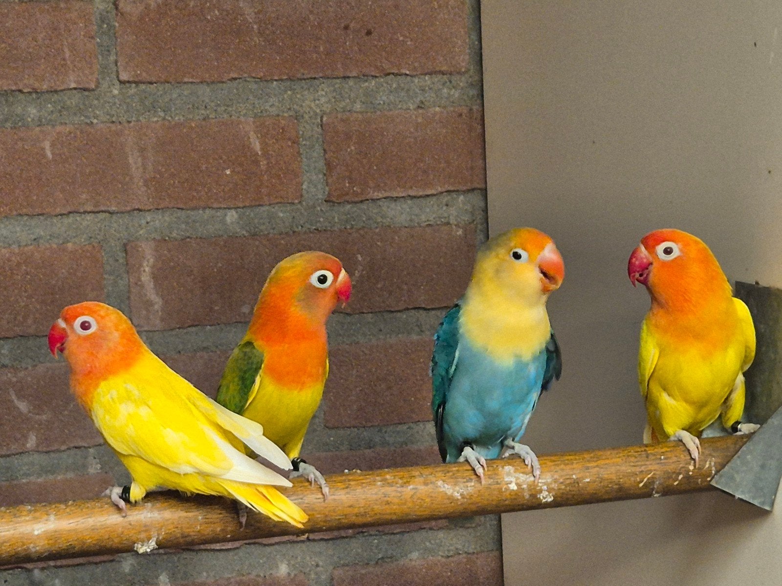 Fischeri's tekoop, Meerdere dieren, Dwergpapegaai of Agapornis