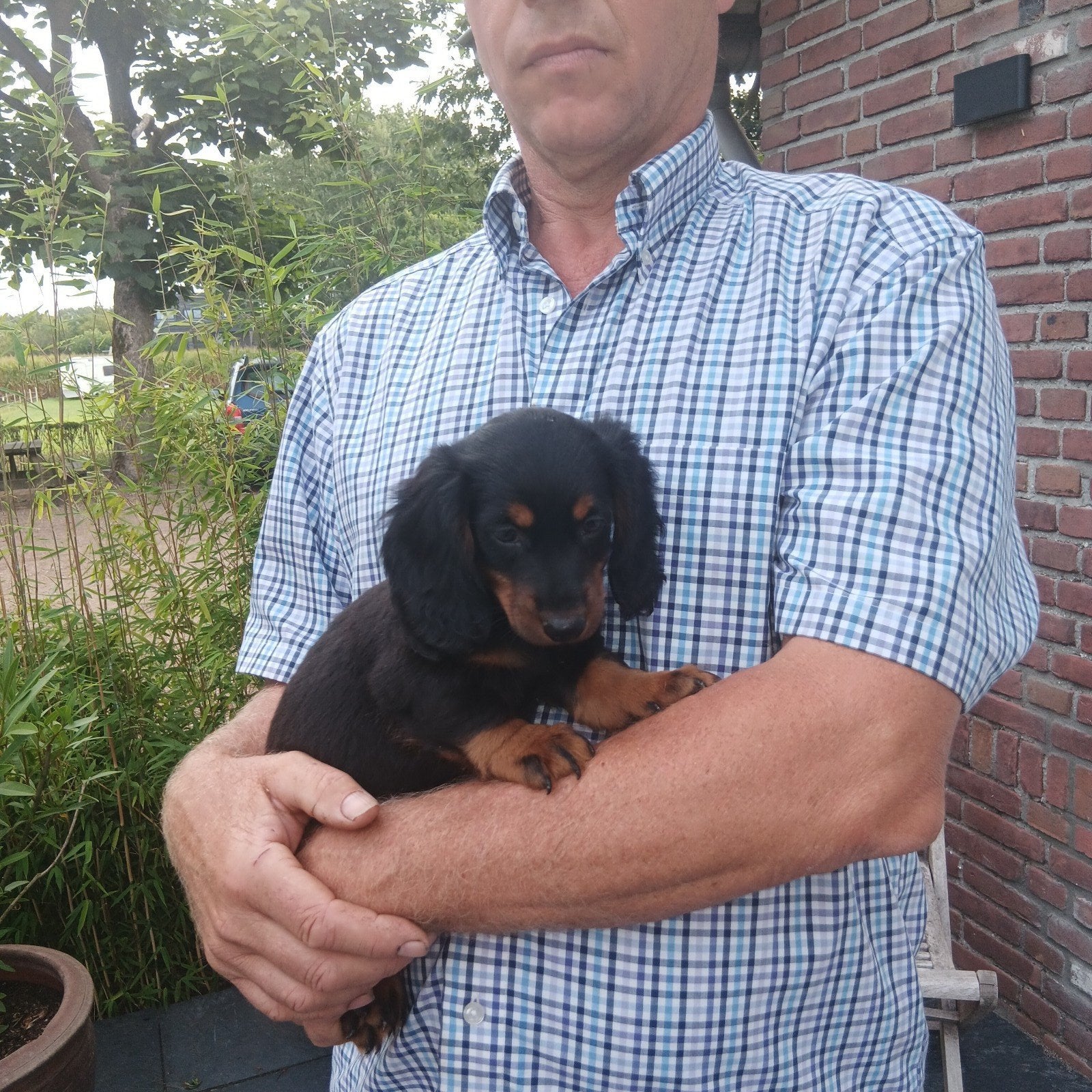 Superlieve dwergteckel puppy's, Parvo, 8 tot 15 weken, Dwerg, Langhaar