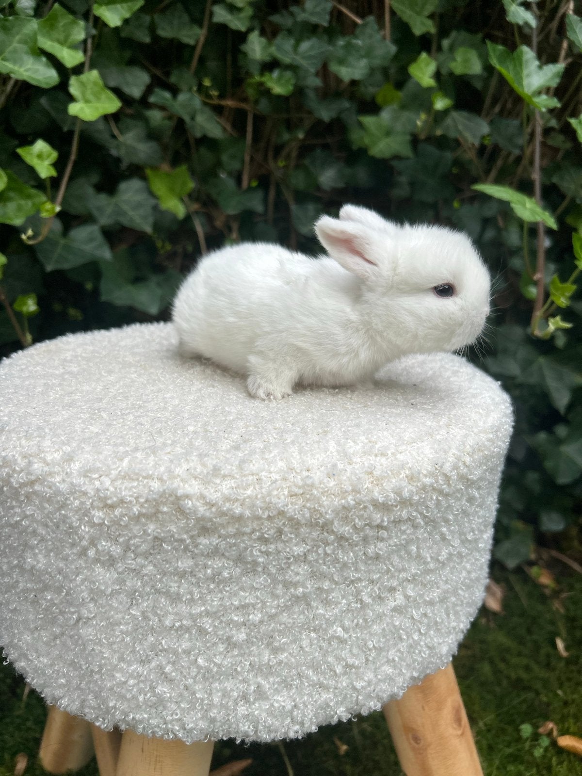 Raszuivere minilop konijntjes, Dieren en Toebehoren, Meerdere dieren, Overige typen, Tam, September