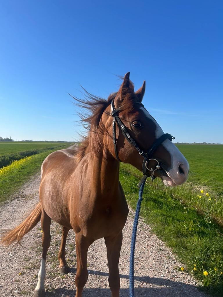 Jonge d pony's, Dieren en Toebehoren, Pony's, Merrie, A pony (tot 1.17m), 3 tot 6 jaar