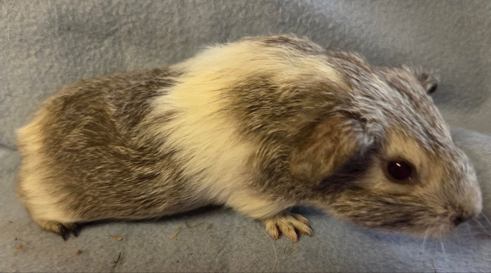 Prachtige zeugjes, Dieren en Toebehoren, Cavia, April, Vrouwelijk, Tam