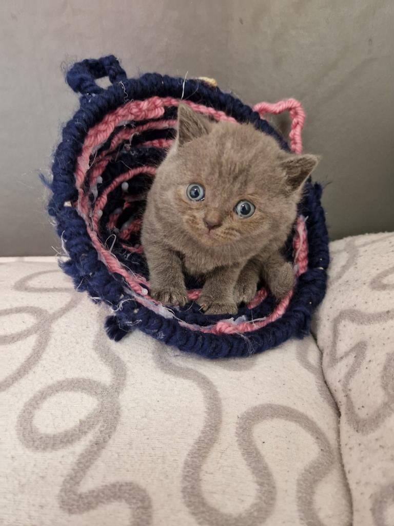 Britskorthaar kittens ❤️, Dieren en Toebehoren, Meerdere dieren, Ontwormd