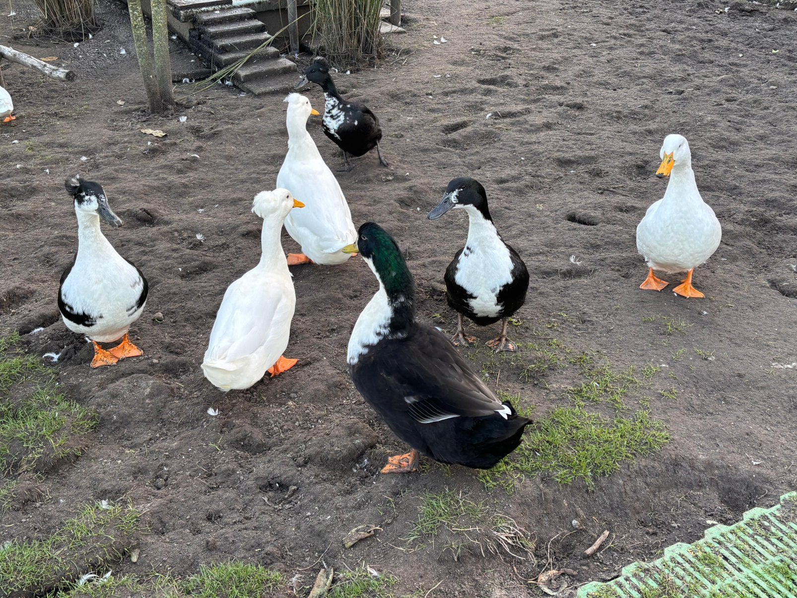 Peking eenden en hollandse kuifeenden., Dieren en Toebehoren, Mannelijk, Eend
