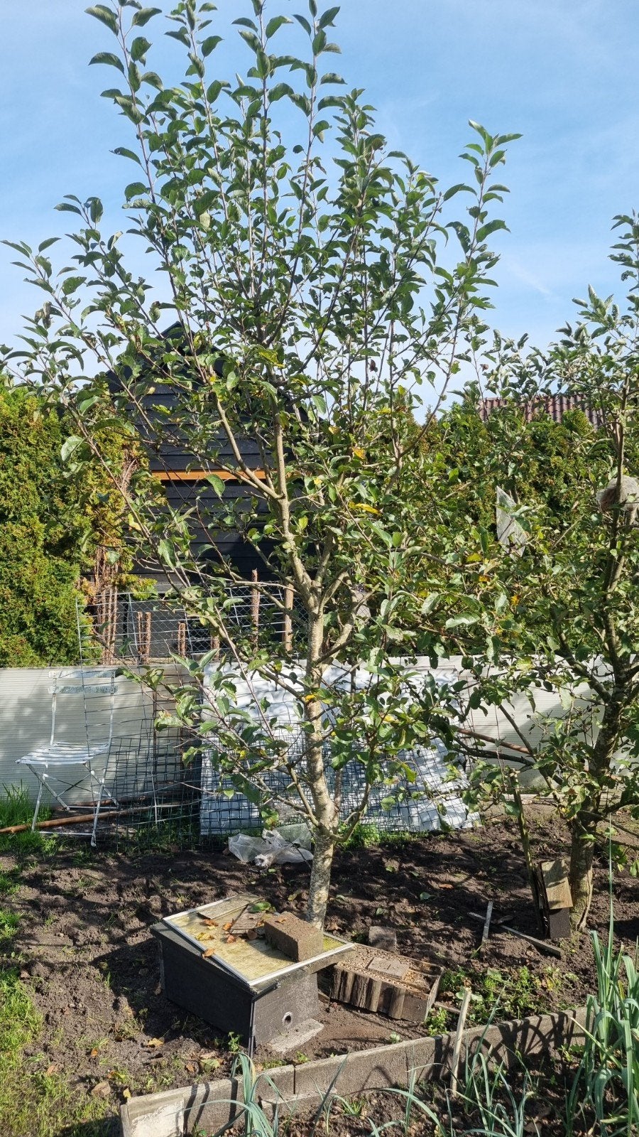 Elstar appelboom, Ophalen, Appelboom, Lente