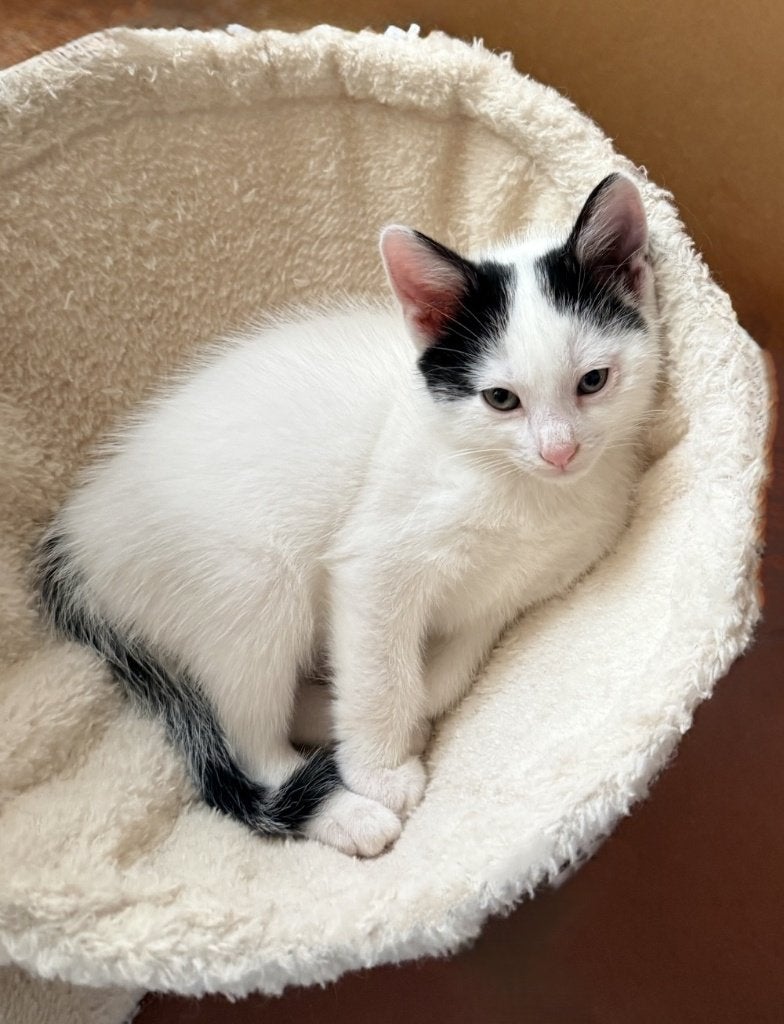 ⭐️Schattige Witte Kitten Kater Met Zwarte Oortjes Nu 8 Weken, Meerdere dieren, Kortharig, 0 tot 2 jaar