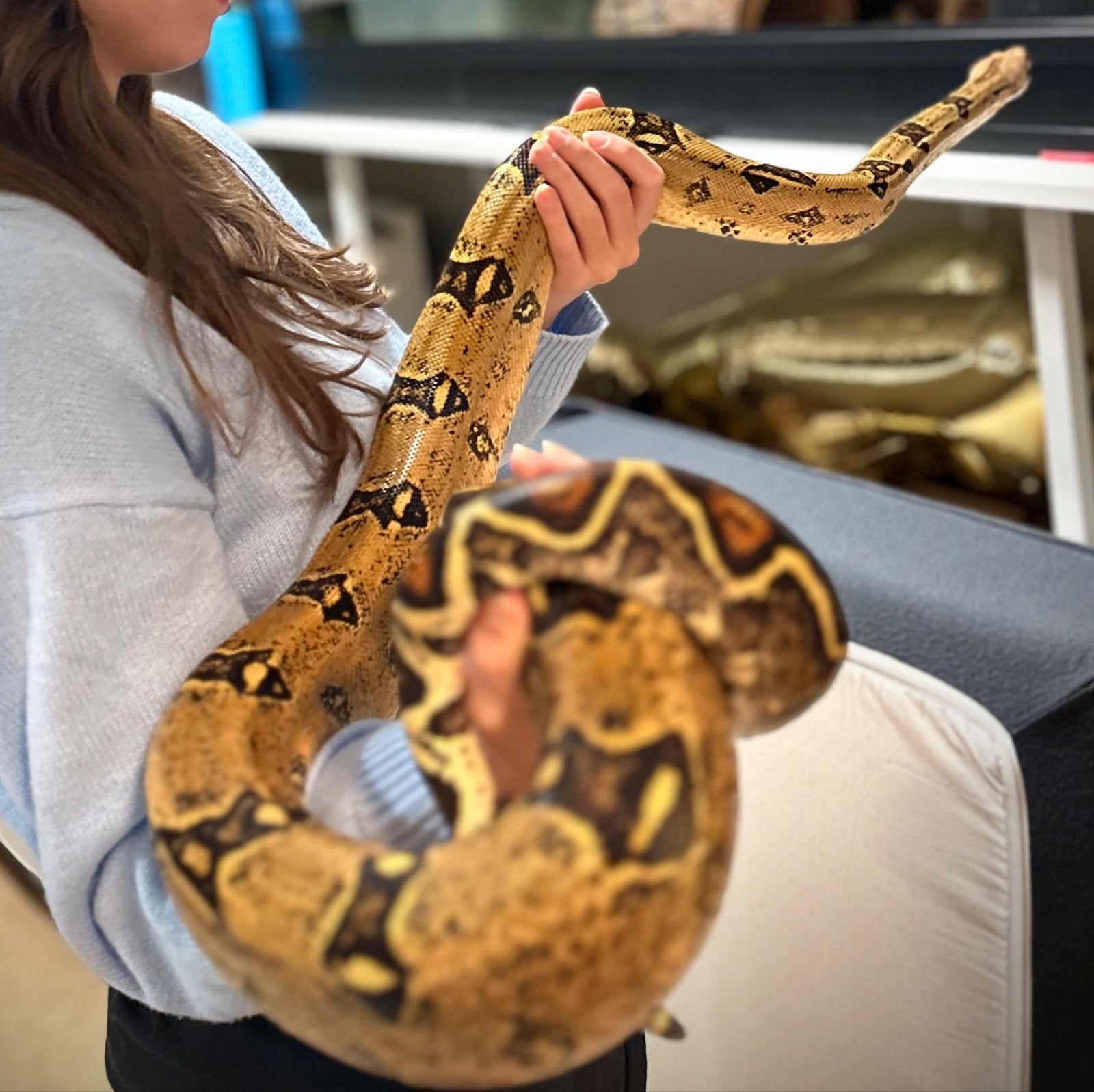 Boa Constrictor (BCI) Pink Panther HET.VPI