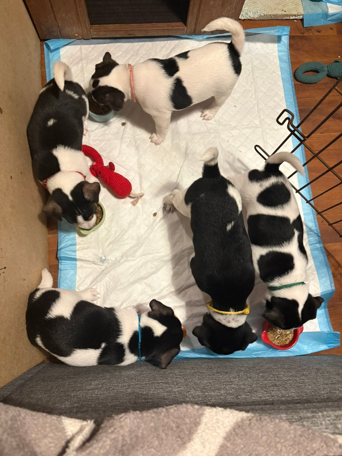 Jack Russel terriers puppy, België, Particulier, Jack Russell Terriër, Reu