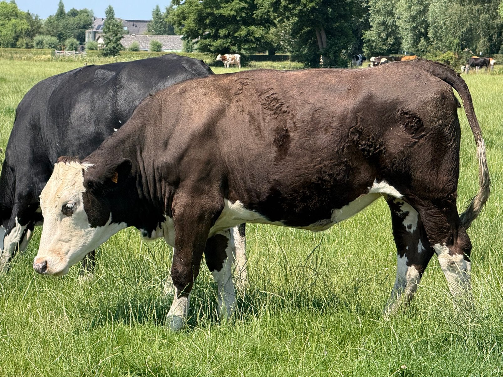 3 flekvieh vaarsen te koop, Dieren en Toebehoren, Mannelijk