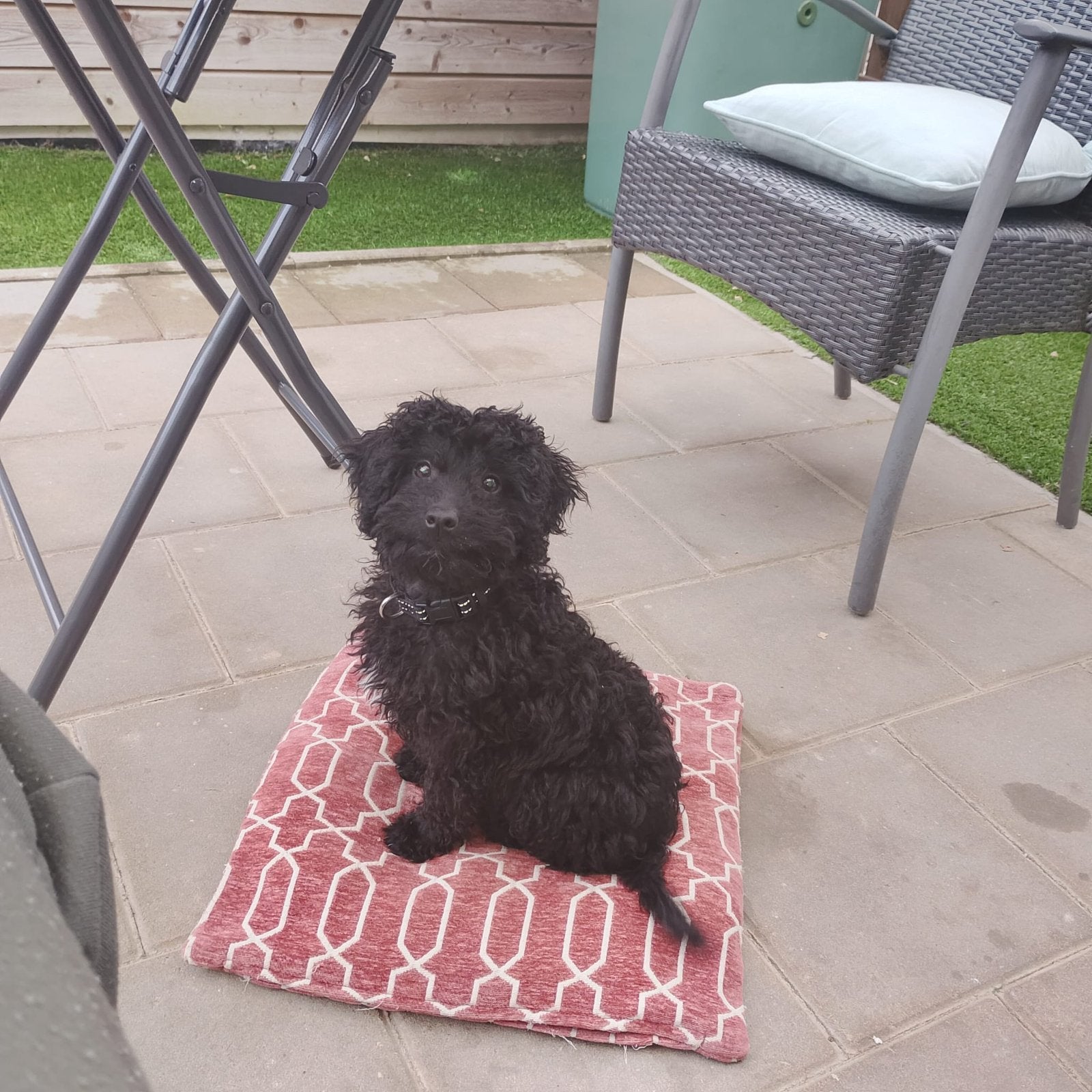 Maltipoo pup 7 maanden, Parvo, 15 weken tot 1 jaar, Reu, Eén hond