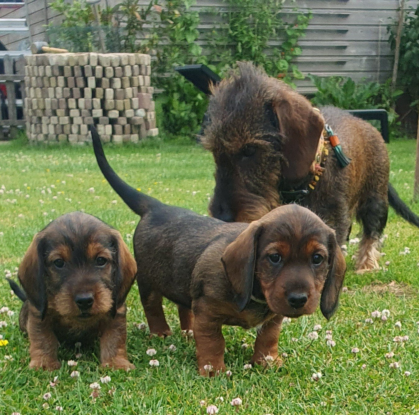 Prachtige standaard ruwhaar teckelpups nog 2 beschikbaar, Dieren en Toebehoren, Honden | Teckels en Dashonden, Parvo, Standaard