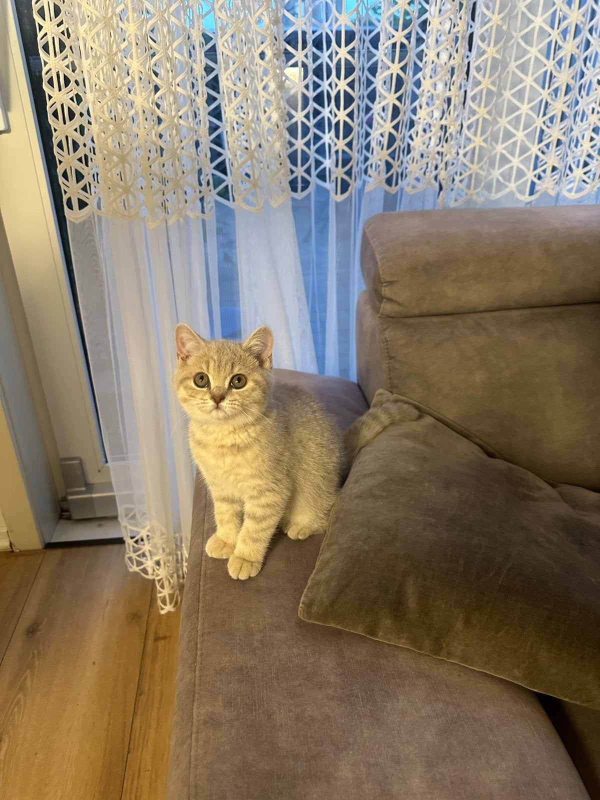 2 raszuivere britse korthaar kittens zoeken een nieuw thuis, Poes, 0 tot 2 jaar