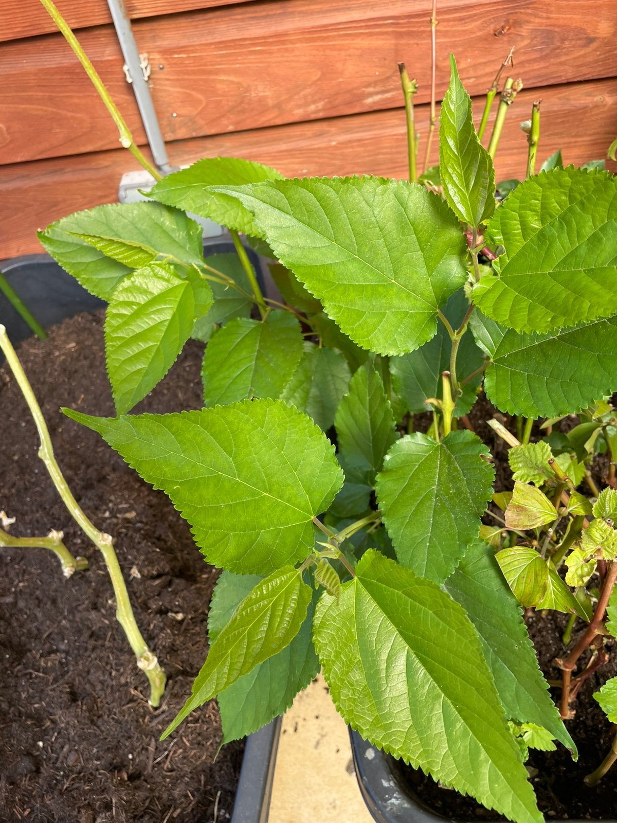 Moerbei planten    per plant voor 9€, Tuin en Terras, Ophalen, Overige soorten, Zomer