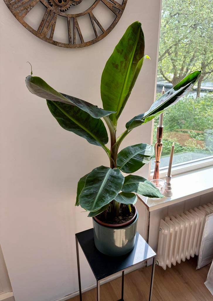 Bananenplant, Huis en Inrichting, Kamerplanten, Ophalen, Halfschaduw, Minder dan 100 cm