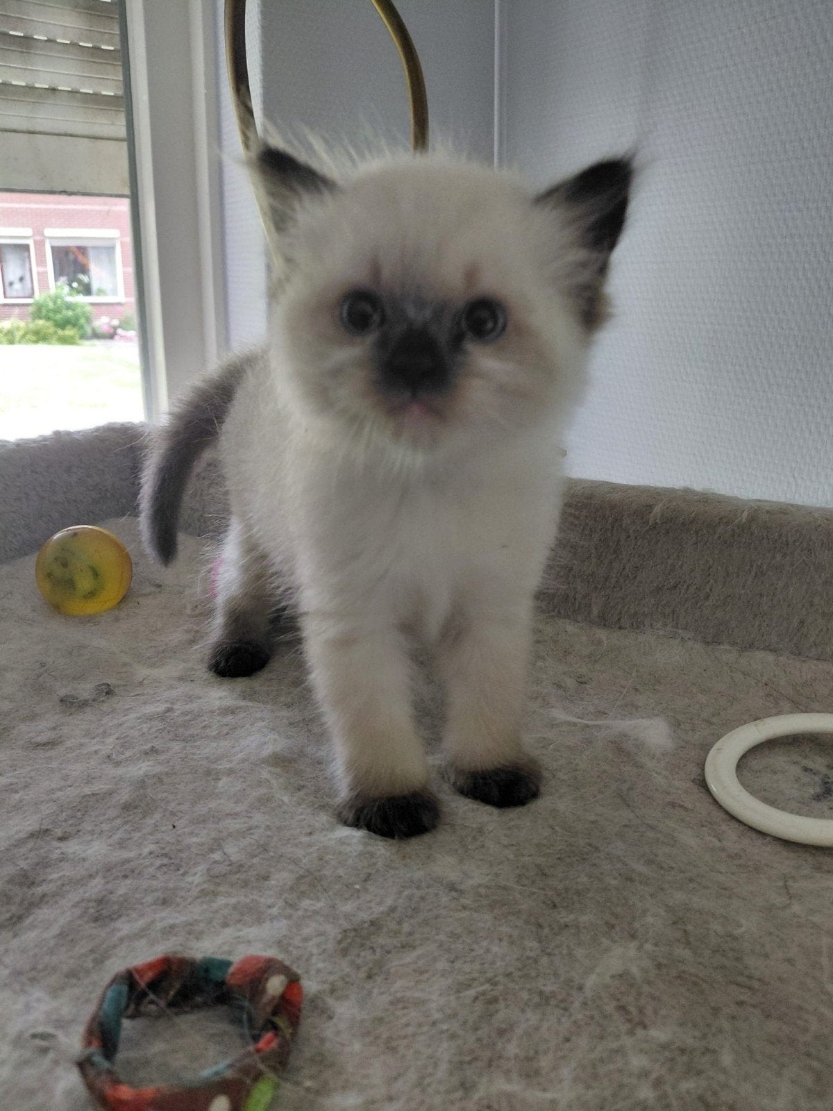 Ragdoll kitten, Dieren en Toebehoren, Katten en Kittens | Raskatten | Langhaar, Kater