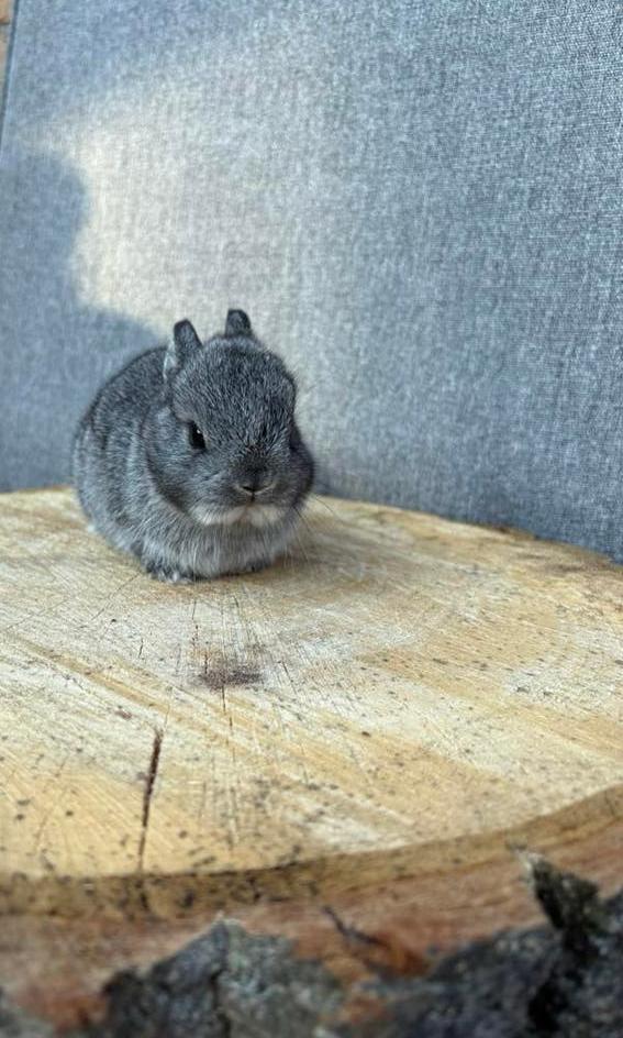 Kleurdwergen, Meerdere dieren, Dwerg, 0 tot 2 jaar
