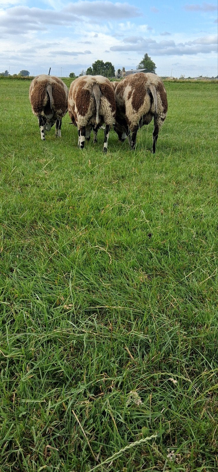 Bonte rammen, Dieren en Toebehoren, Schapen, Geiten en Varkens, Mannelijk, Schaap, 0 tot 2 jaar