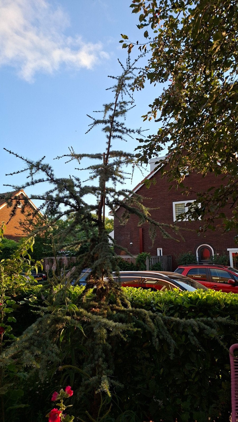 Grote blauwe ceder., Ophalen, Bloeit niet, Halfschaduw, Overige soorten