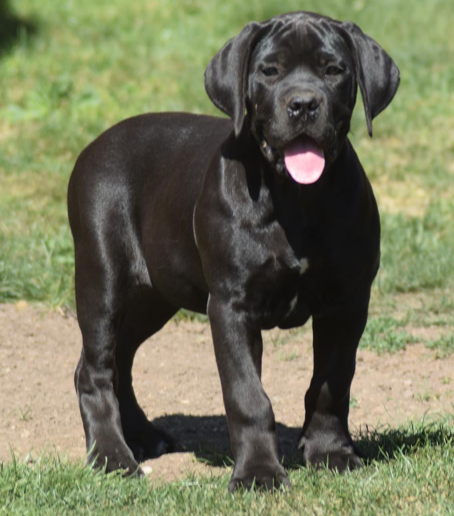 BOERBOEL - KENNEL BALLOTADA - ČERNÝ PES A FENA, Dieren en Toebehoren, Honden | Bulldogs, Pinschers en Molossers, Fokker | Hobbymatig