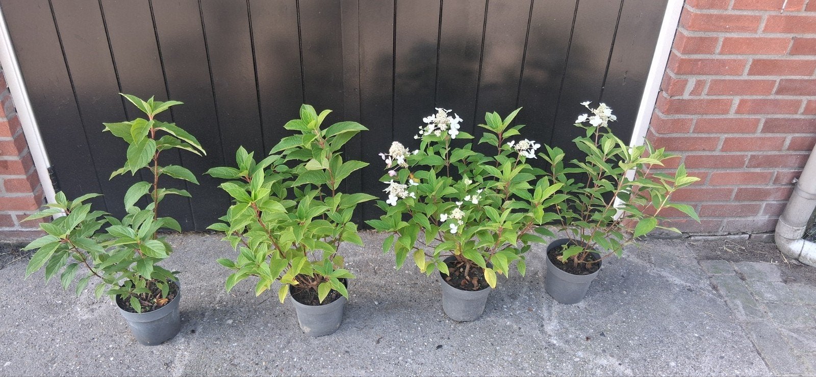 pluimhortensia hortensia, Ophalen of Verzenden, Overige soorten, Halfschaduw